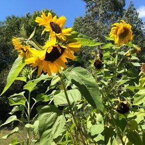 Meet your Posher, Carol